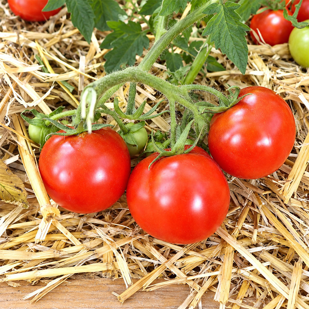 386 K25-54 Tomato