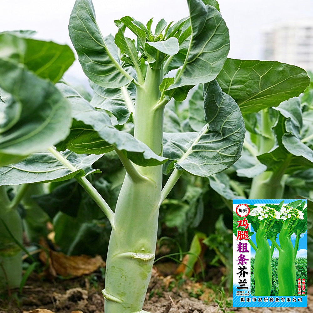 W1307 Jiemei Chicken-Leg Thick-Stem Gai Lan