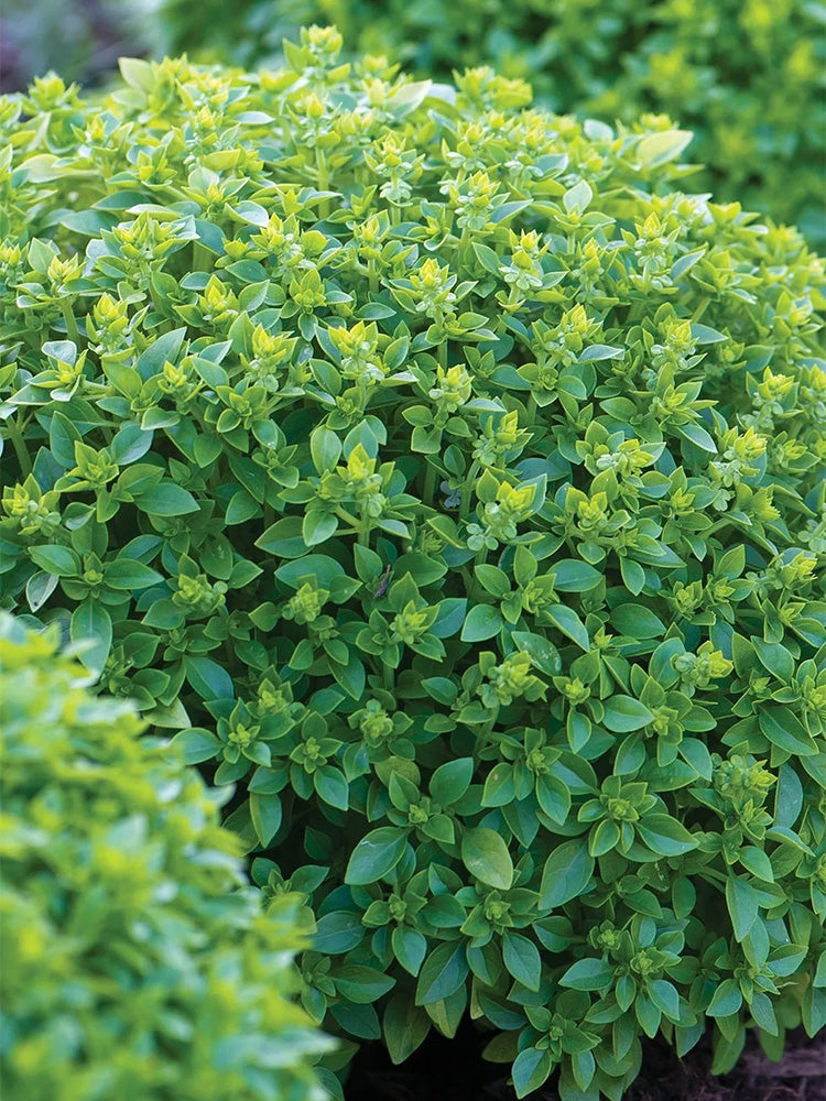 Aristotle Basil