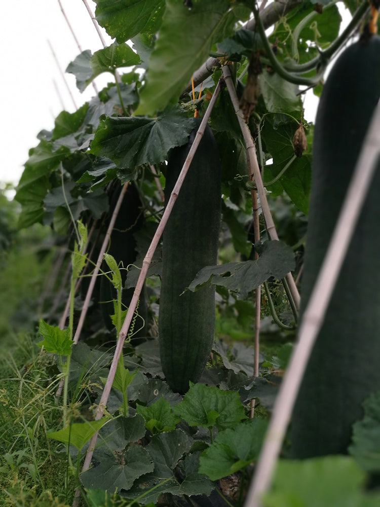 Iron-Heart Black Missile Winter Melon