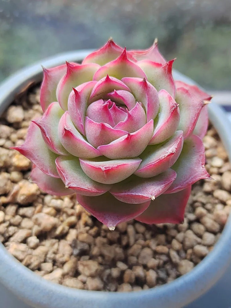 Echeveria 'Silhouette'