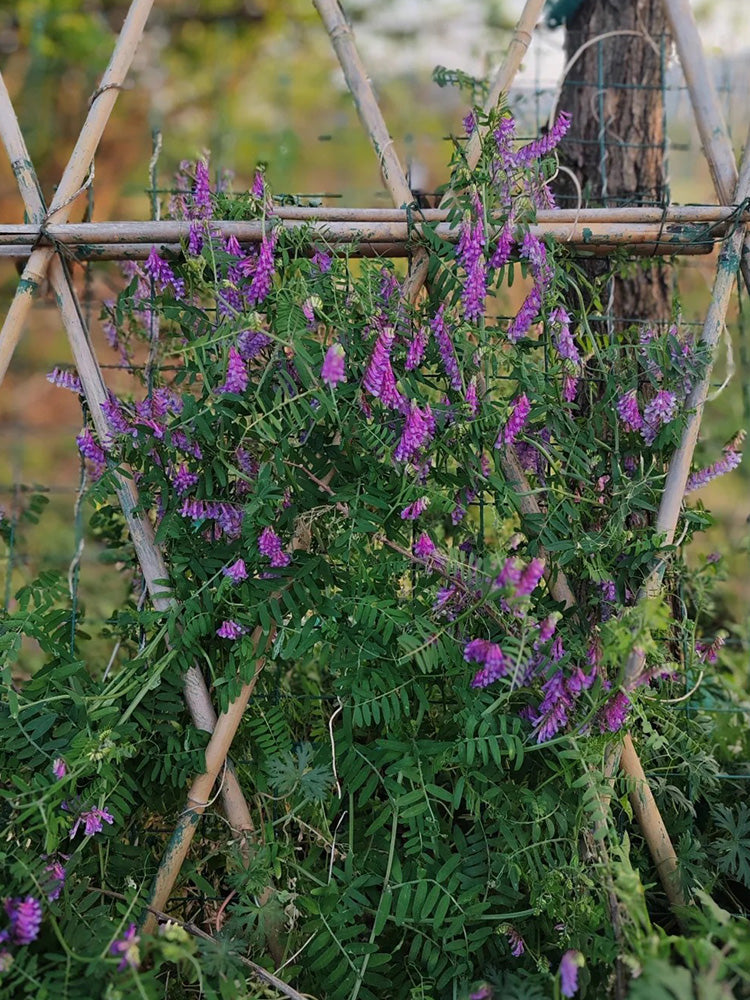 Long-haired Vetch