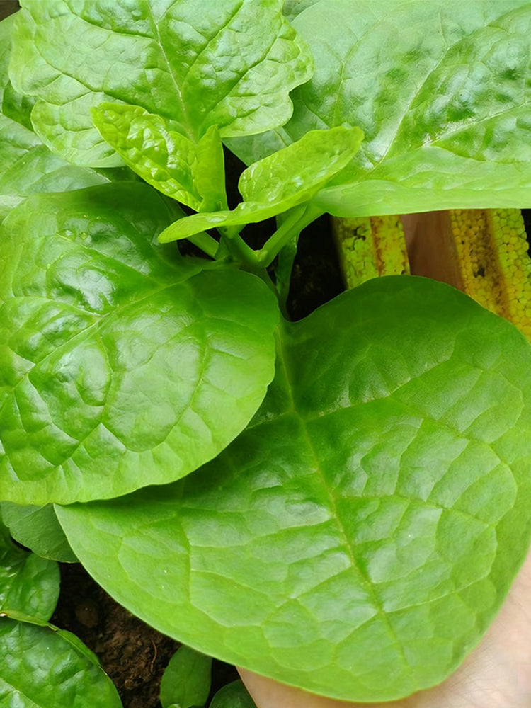 Large-Leaf Malabar Spinach