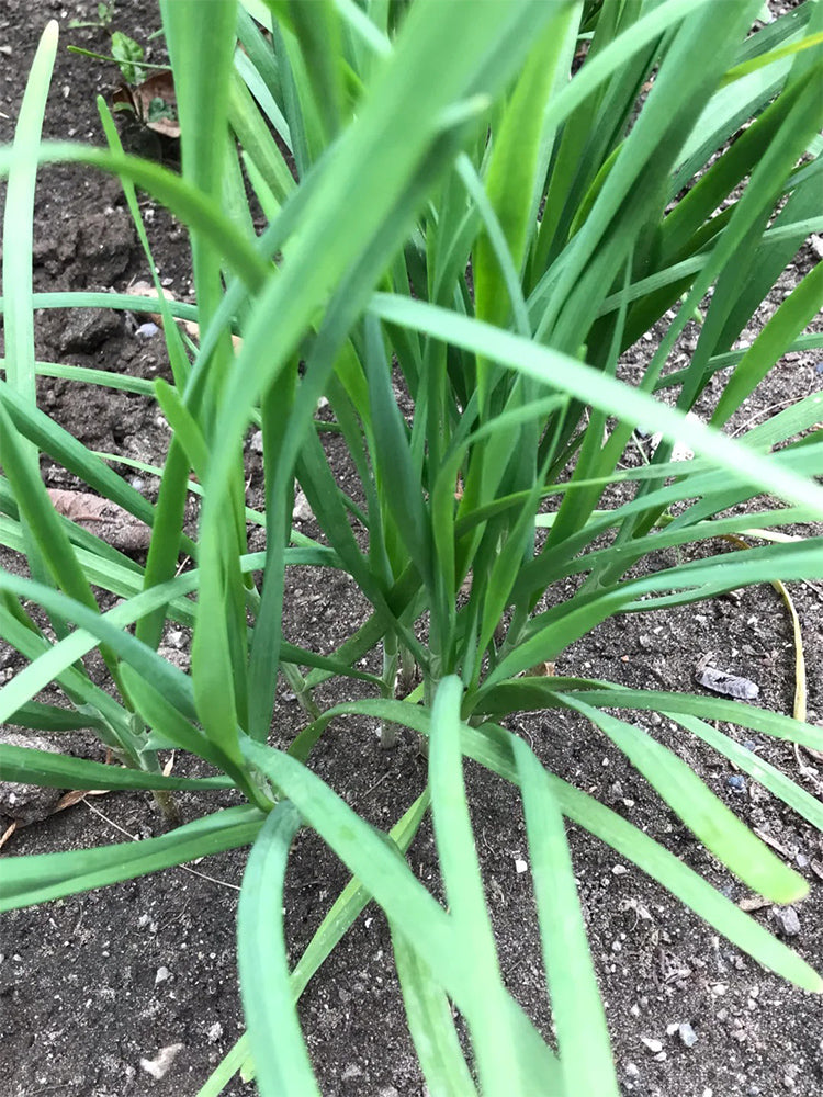 HUAJUN Purple-rooted Chinese Chives