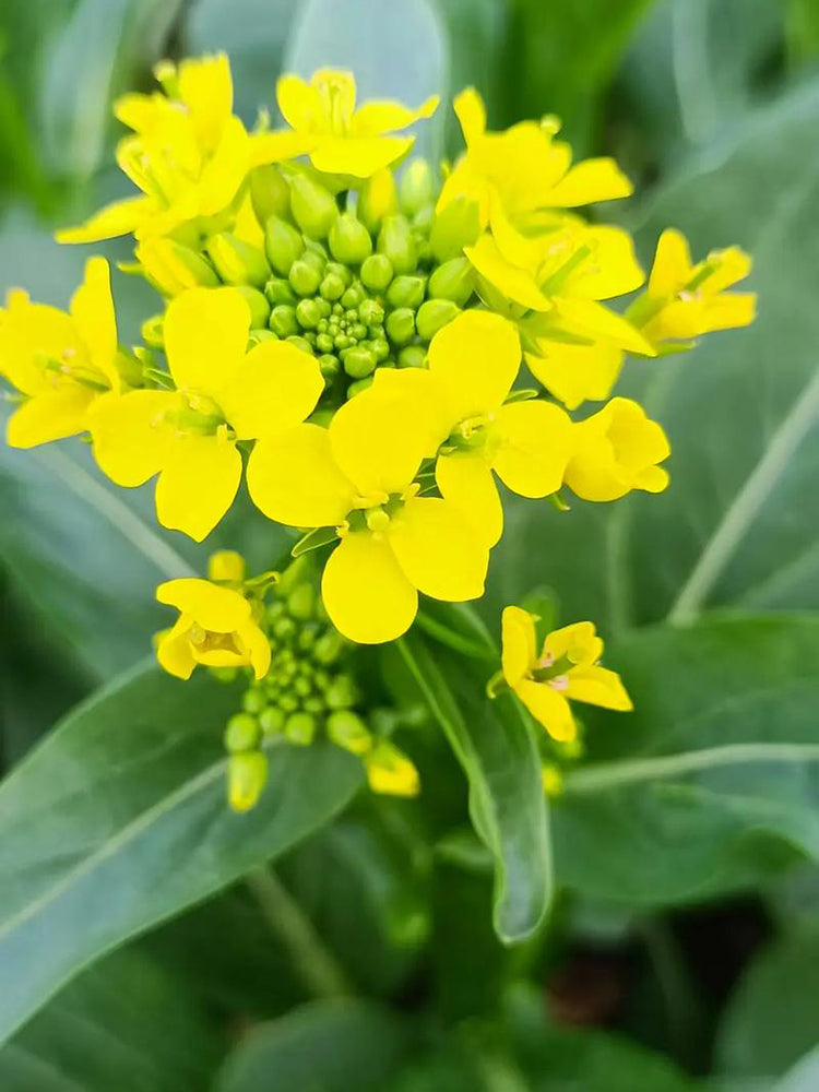 'Jiemei Thick Stem' Chinese Kale
