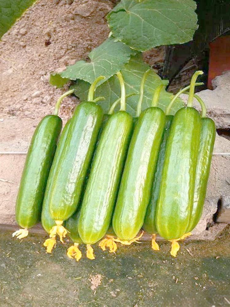 'Flavor Supreme' Fruit Cucumbers