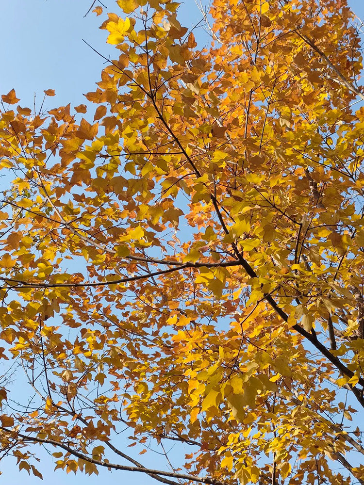Trident Maple Tree