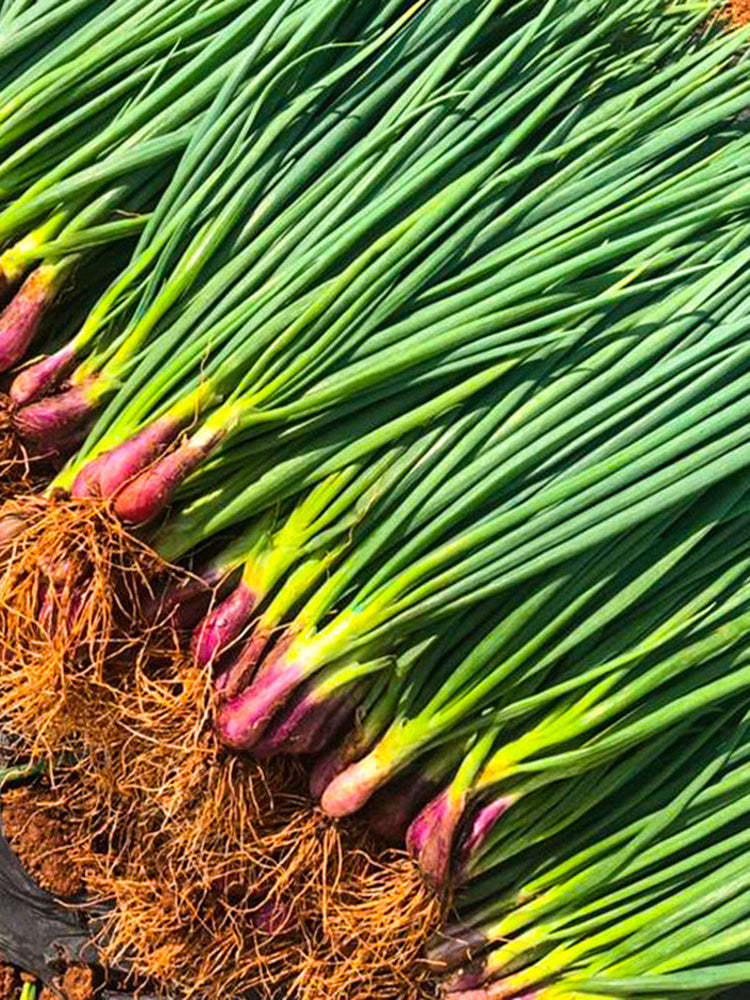 Shouhe Red Skin Scallion