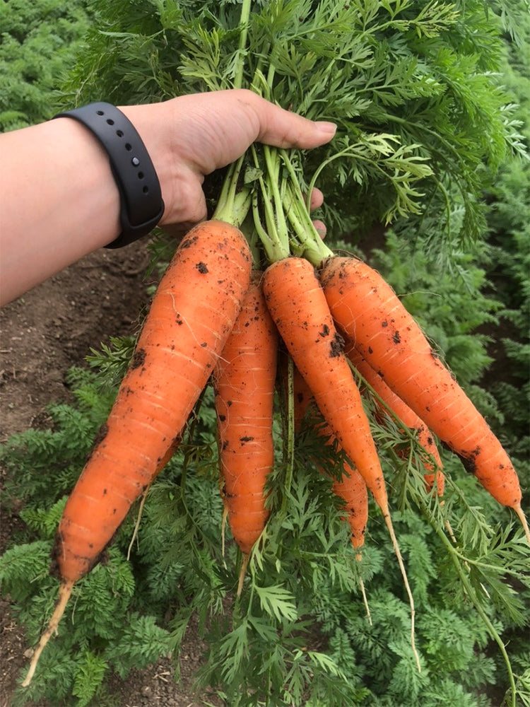 'Xiumei Hongbacun' Carrot