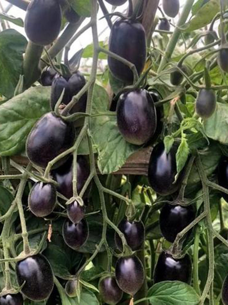 Black Jade Cherry Tomato