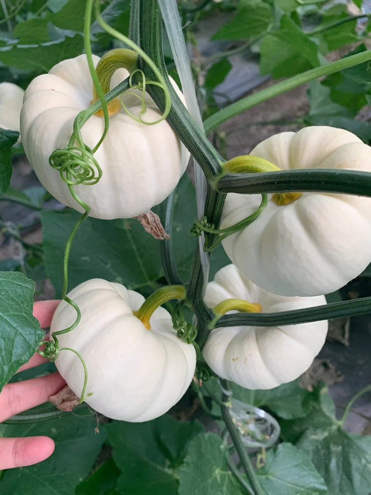 White Baby Pumpkin