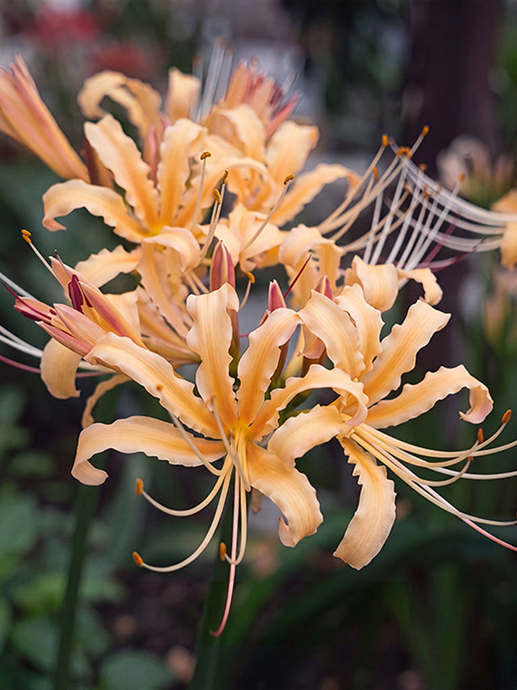 Lycoris 'Sweet Orange'