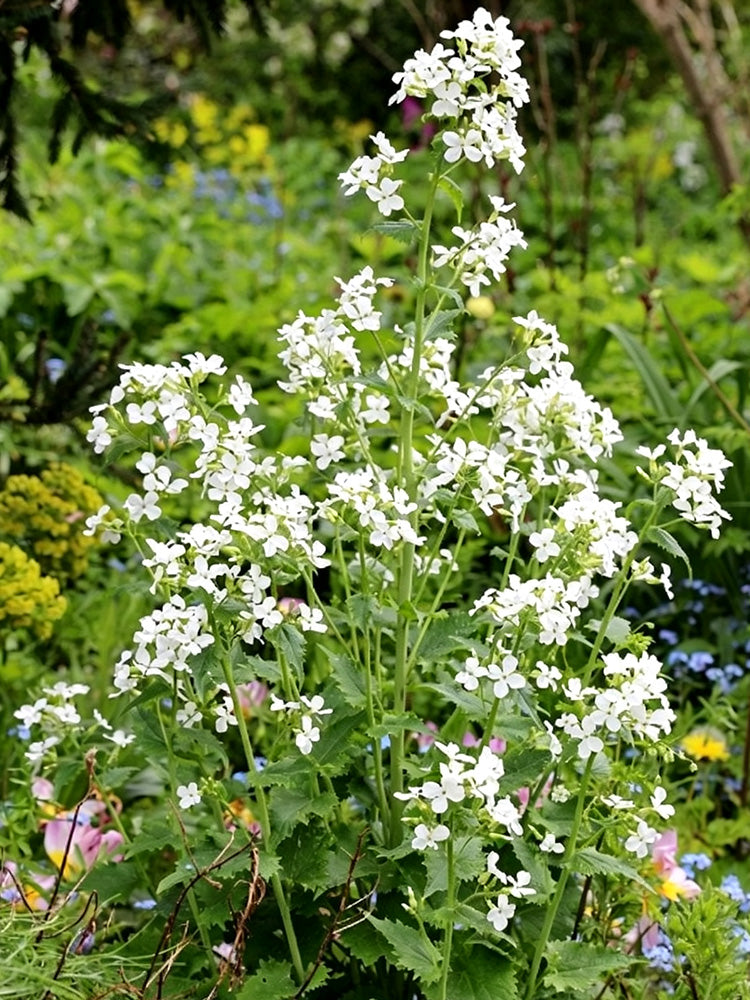White Honesty Silver Dollar