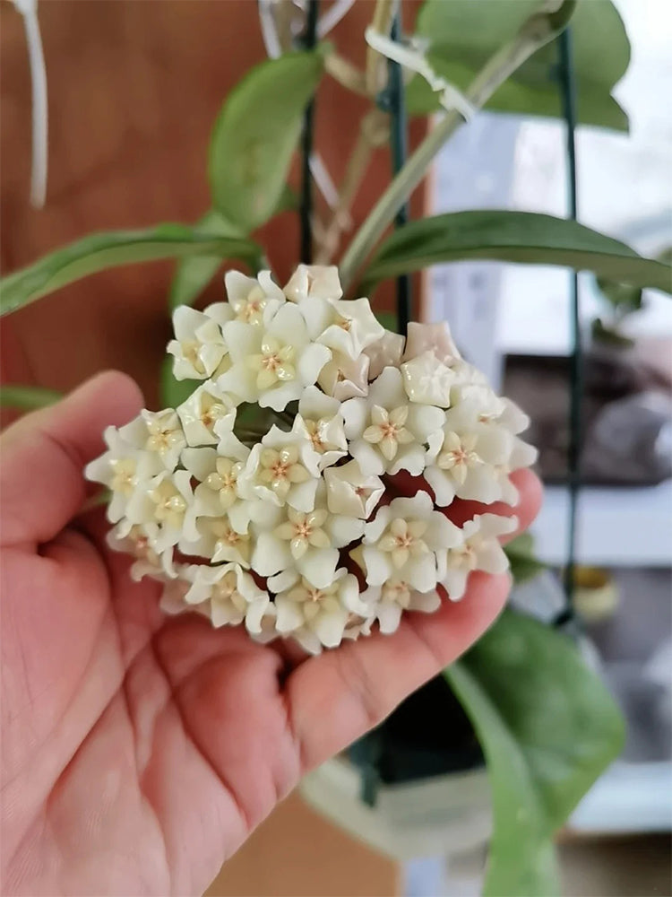 Hoya carnosa 'White Phoenix' Unrooted Stem Cuttings