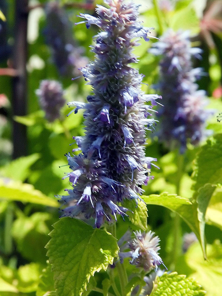 Agastache rugosa, Pale Purple-blue