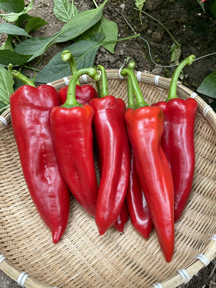 Premium Spicy Red Pickled Pepper