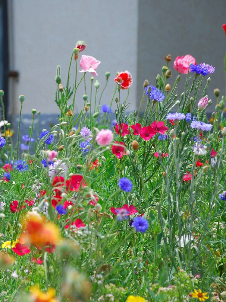Wildflower Mix
