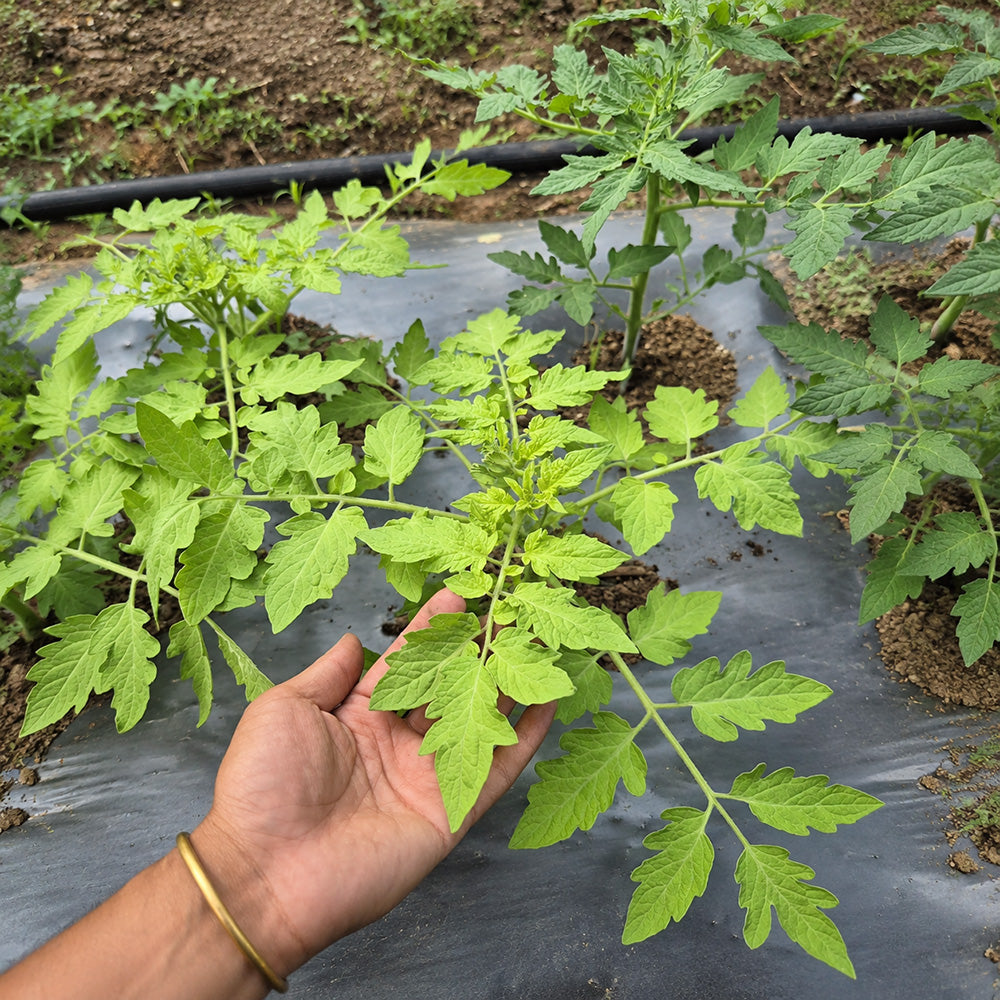113 Cherokee Tiger Large Red Dwarf Tomato