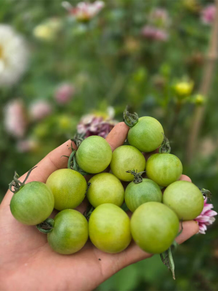 931 Ella Green Cherry Tomato
