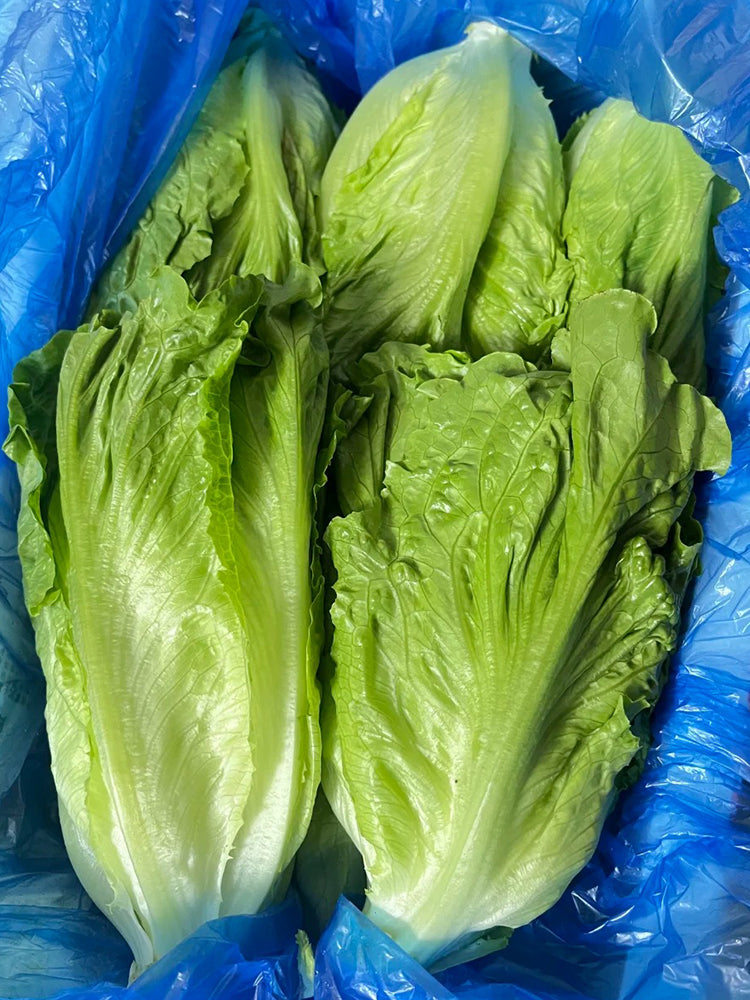 Year-Round Slow-Bolting Lettuce King