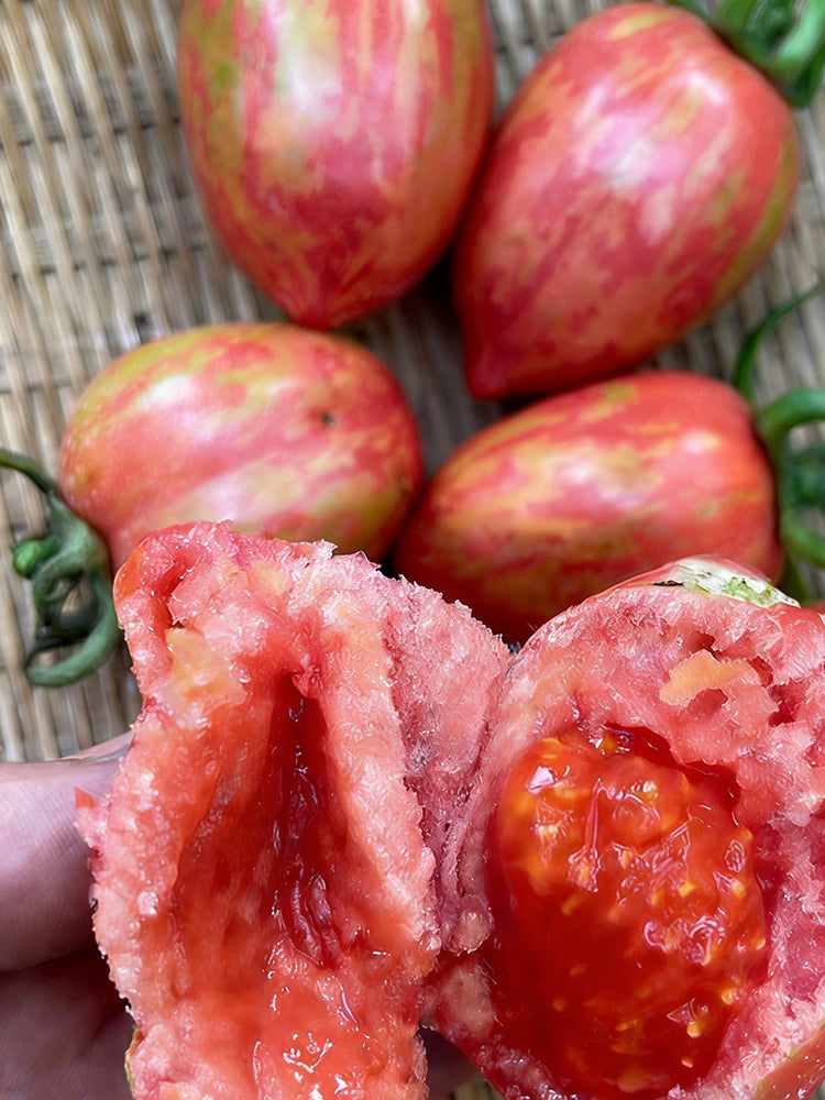 Colorful Roman Fruit Tomato