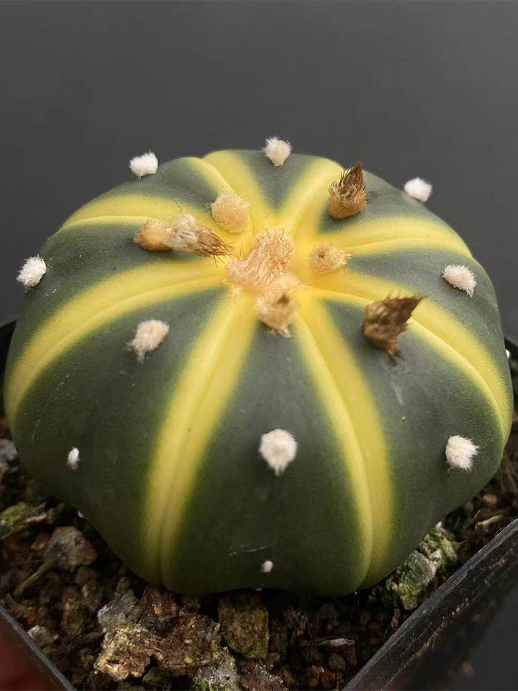 Astrophytum asterias Variegata
