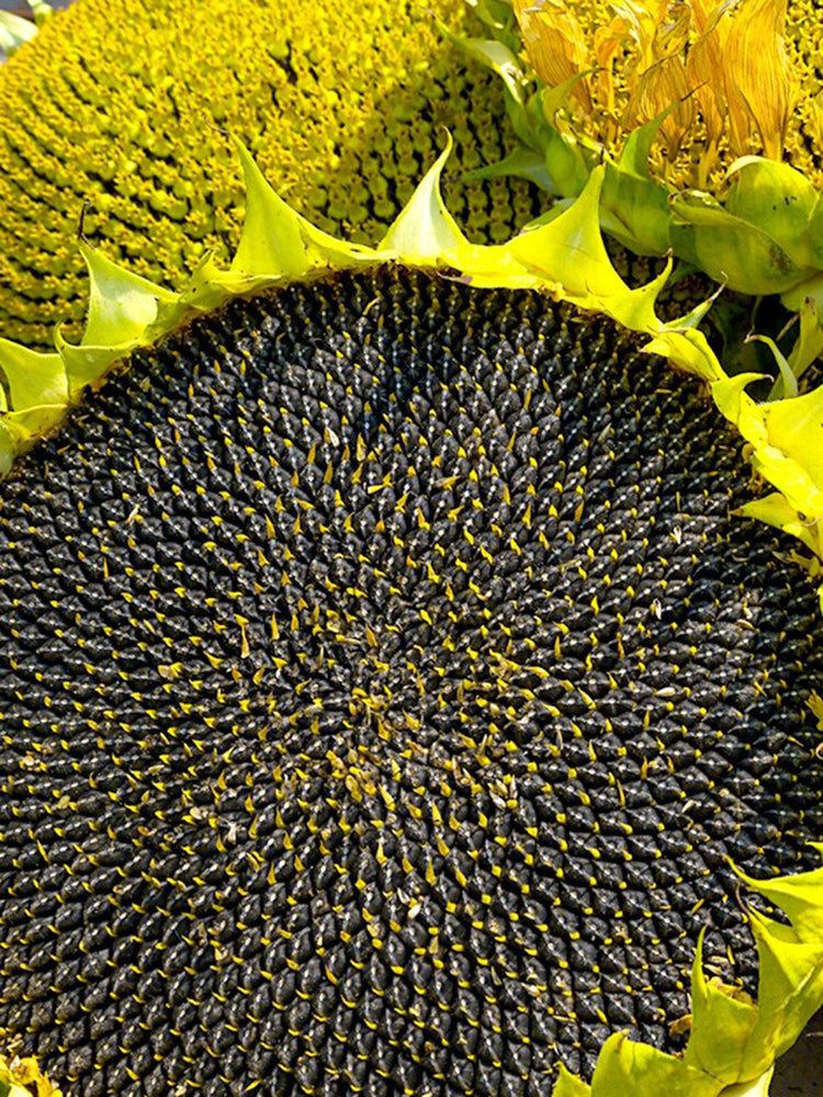 Dwarf Edible Sunflower