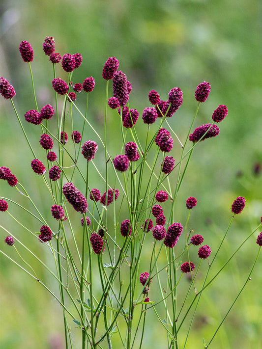 Great Burnet