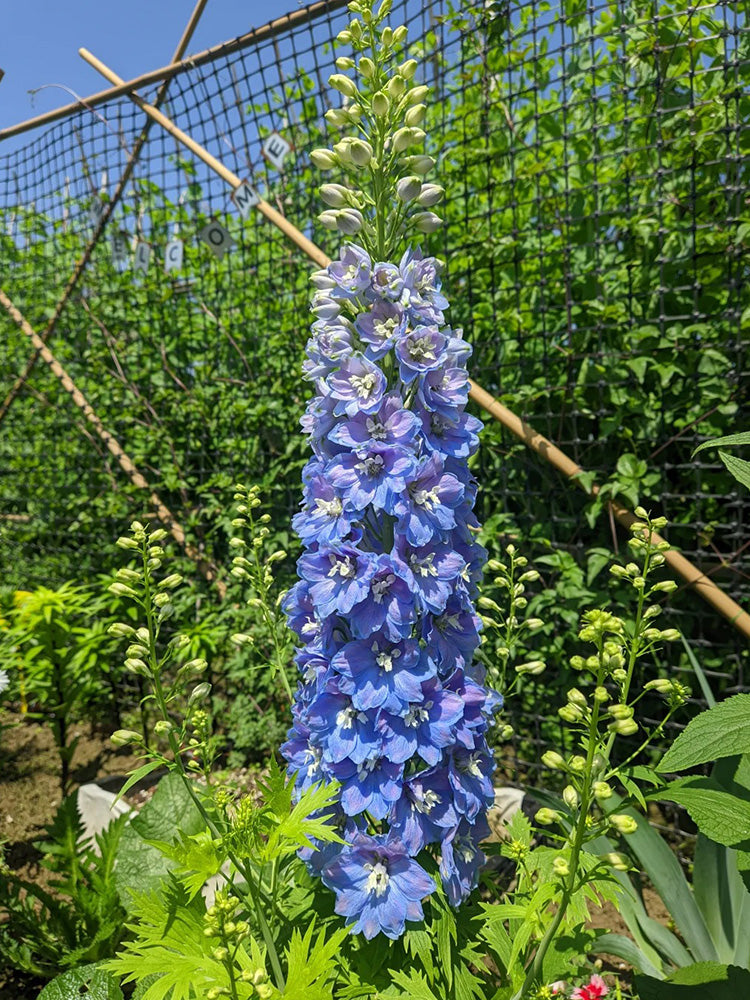 Blue Grandiflora Delphinium
