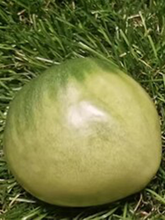1079 Moldovan Green Heart Tomato