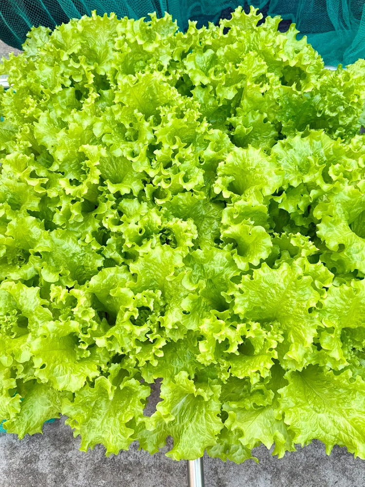 Big Speed Lettuce