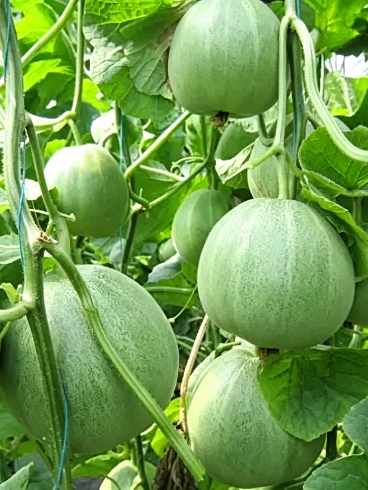 Xin Meiyu F1 Melon