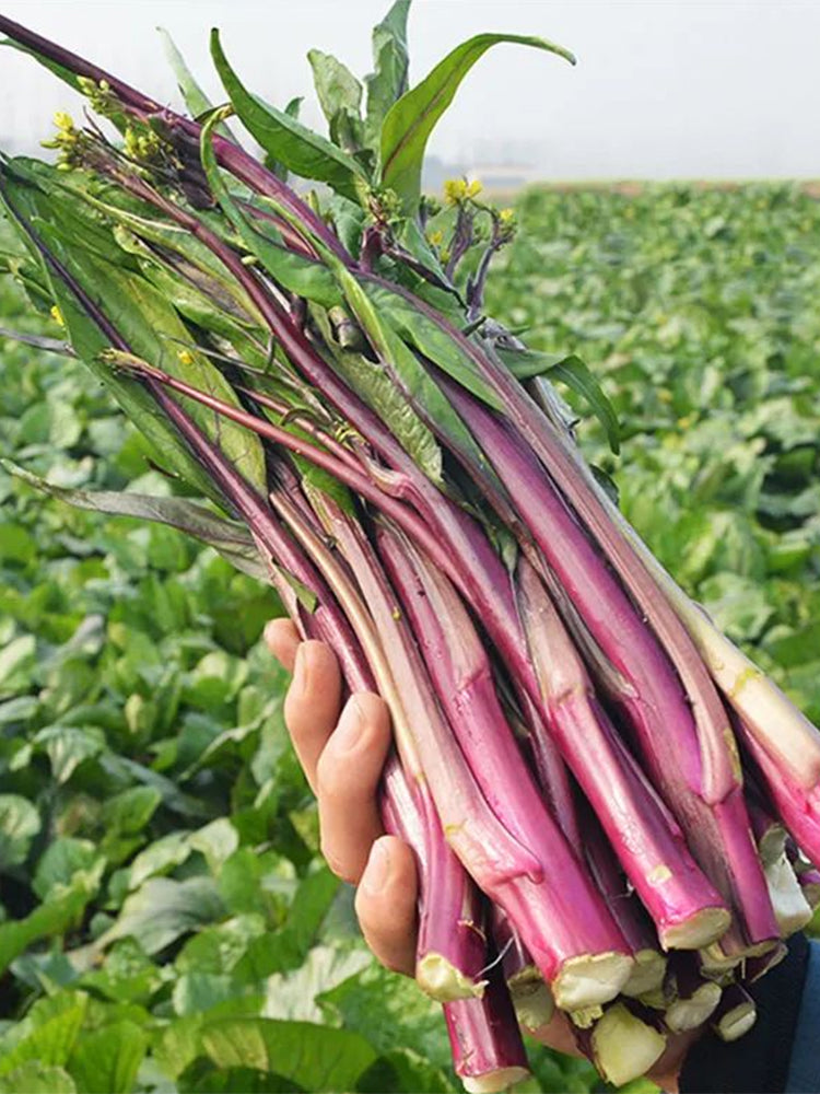 'Jiuhua' Flowering Stalk