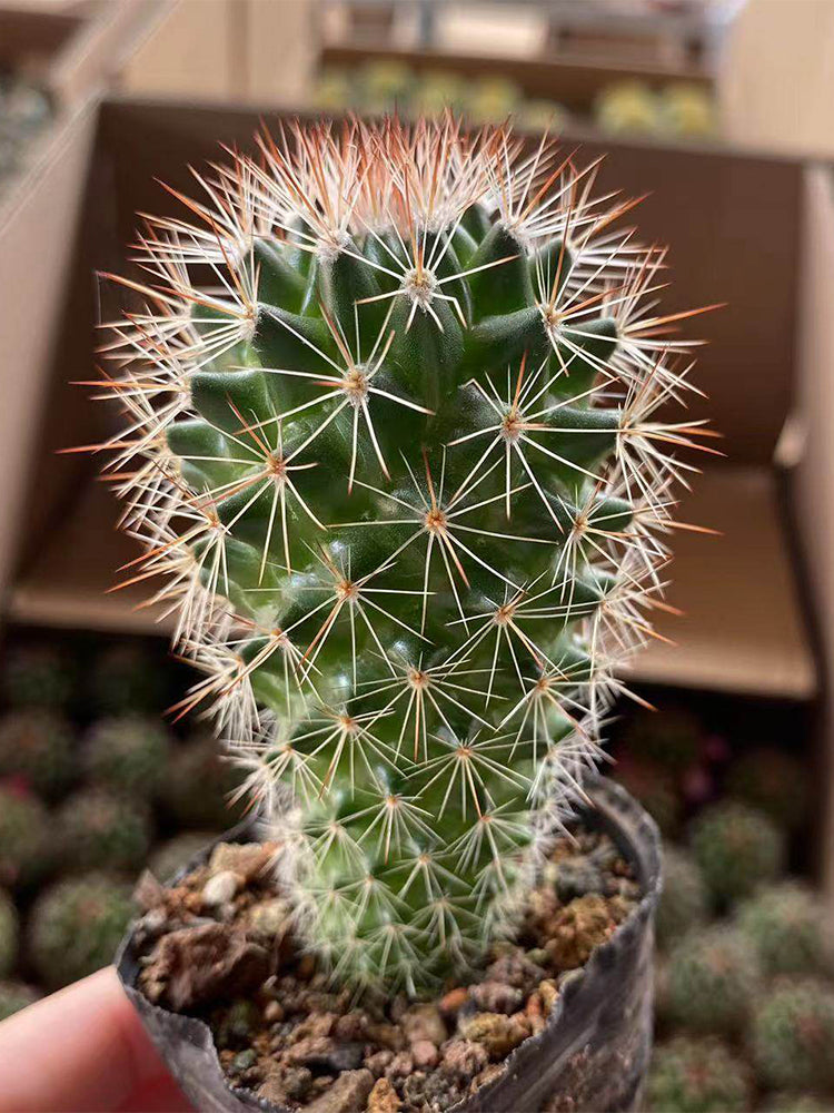 Mammillaria spinosissima