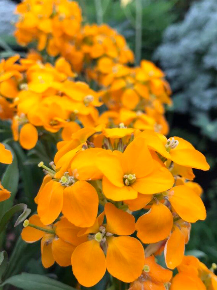 Orange Wallflower