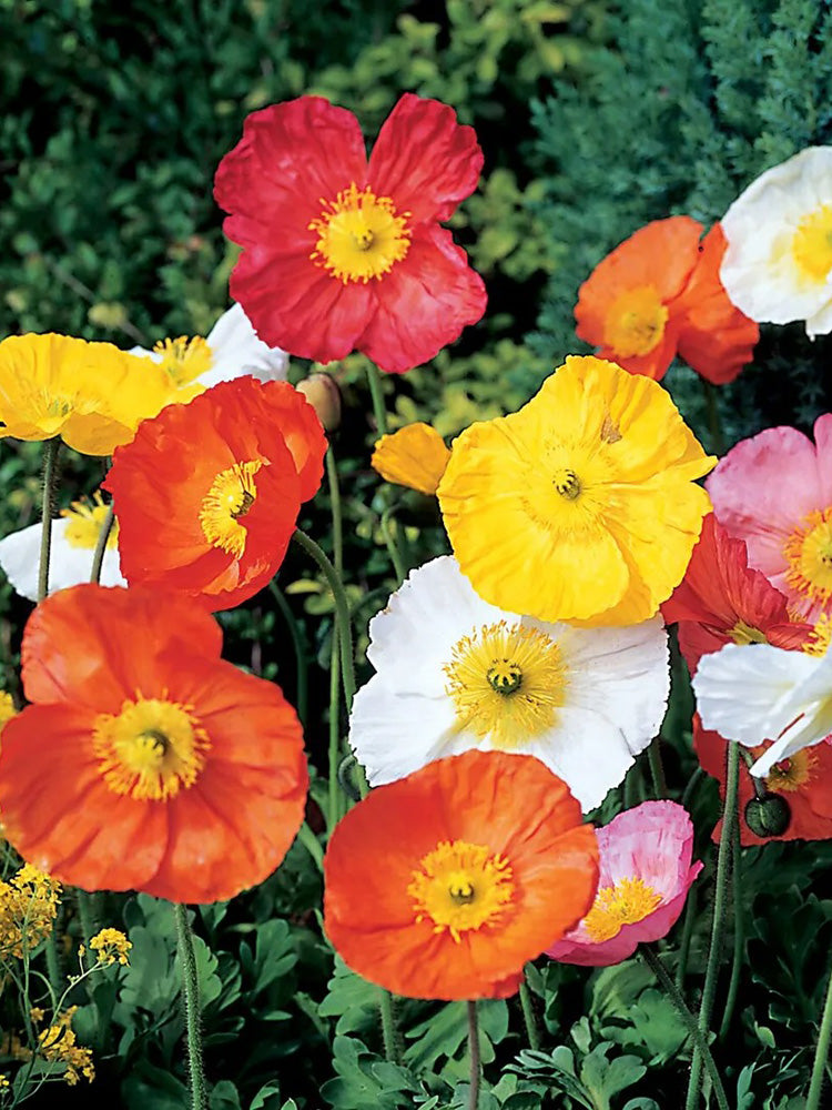 Iceland Poppy