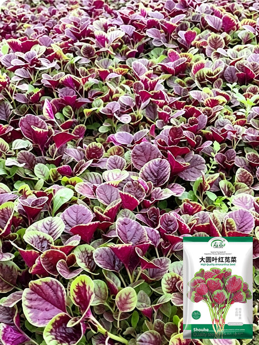 Large Round Leaf Red Amaranth
