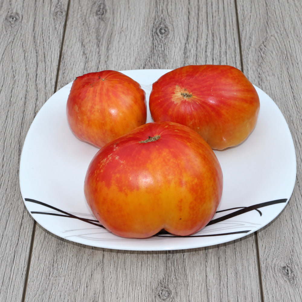 562 Tricolor Tomato