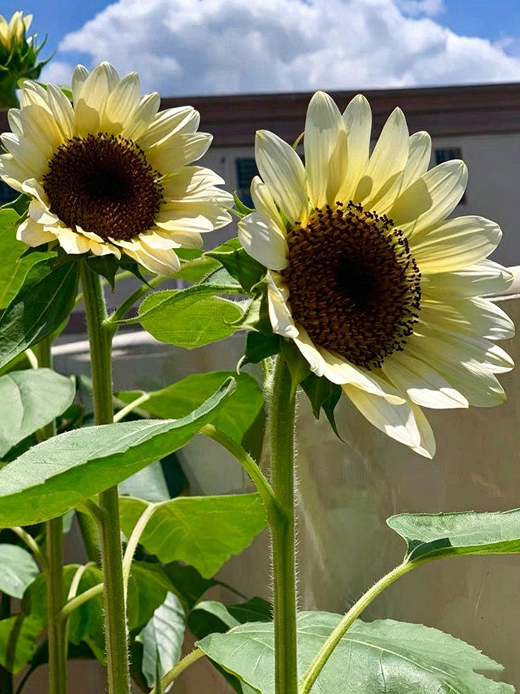 White Lover Sunflower