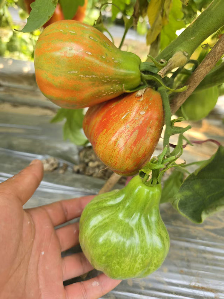 992 Brutti Tomato