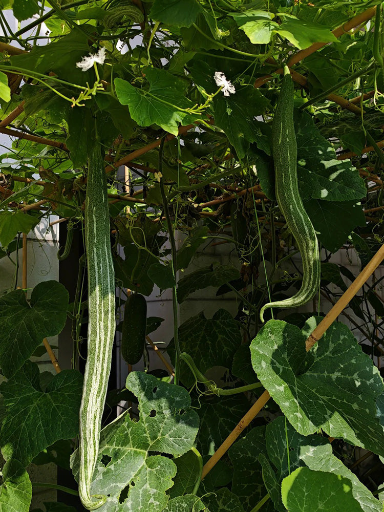 Argentina Snake Gourd