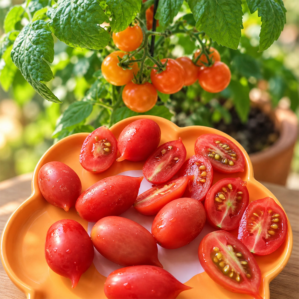 402 Mini San Marzano Tomato
