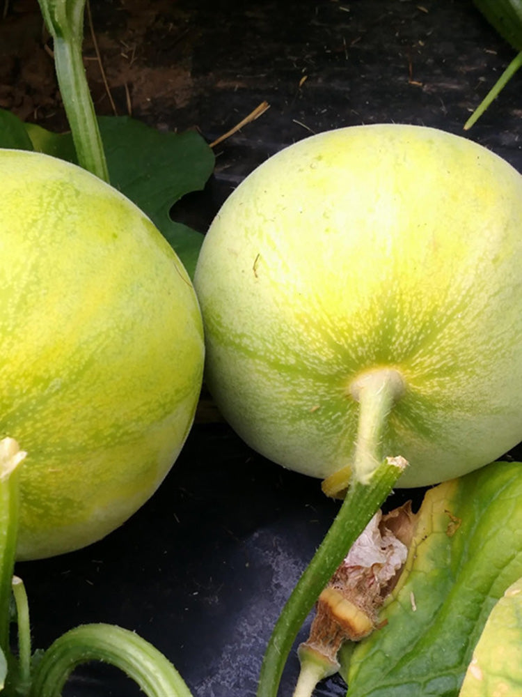 Sanjiang Tianbao Muskmelon