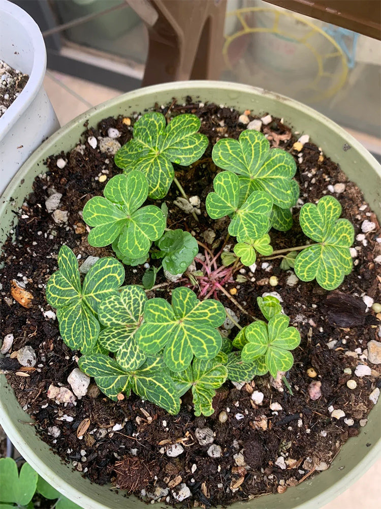 Oxalis corymbosa 'Aureo-reticulata'
