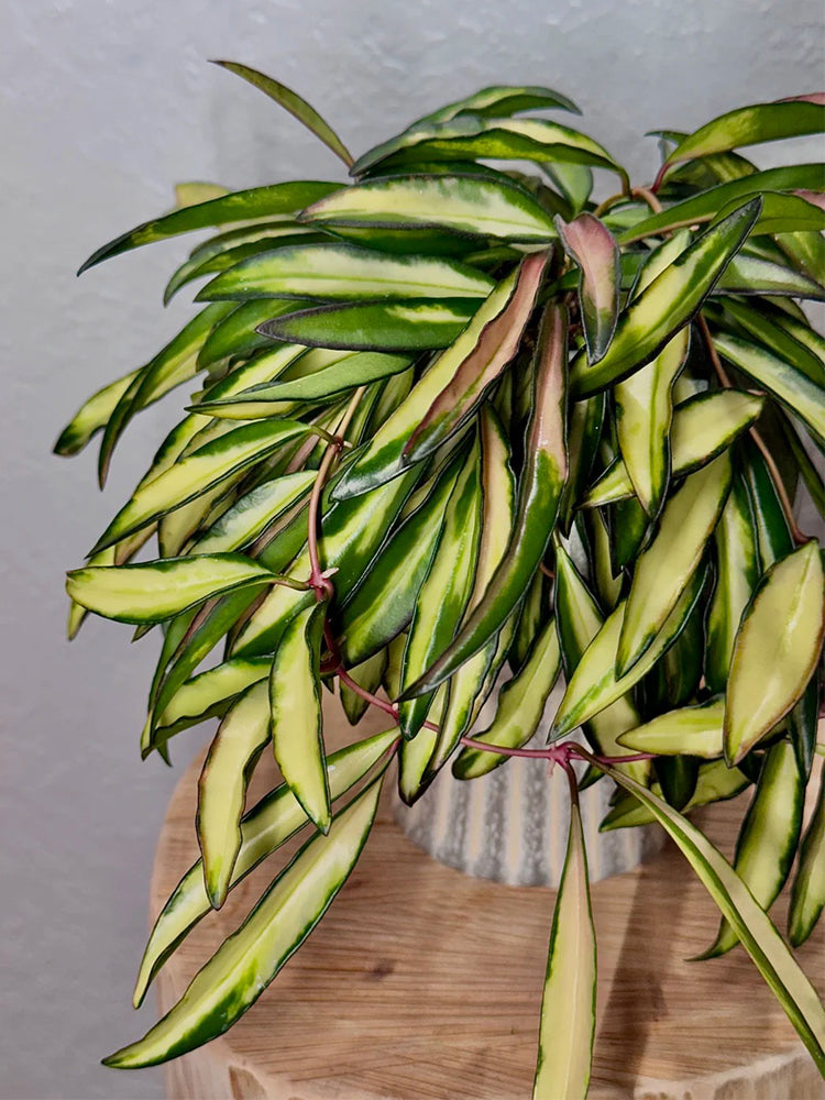 Hoya kentiana 'Variegata' Unrooted Stem Cuttings