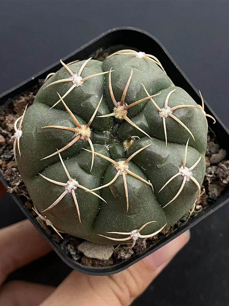 Gymnocalycium denudatum var. paraguayensis