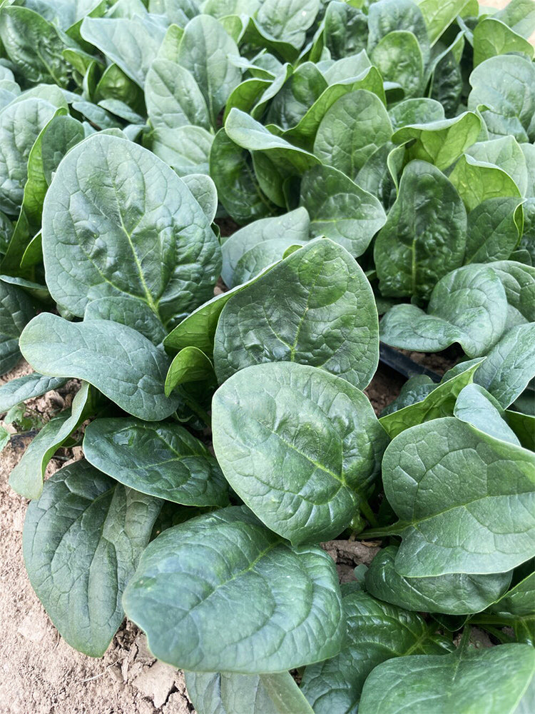 Shengdanbo 3108 Prostrate Spinach