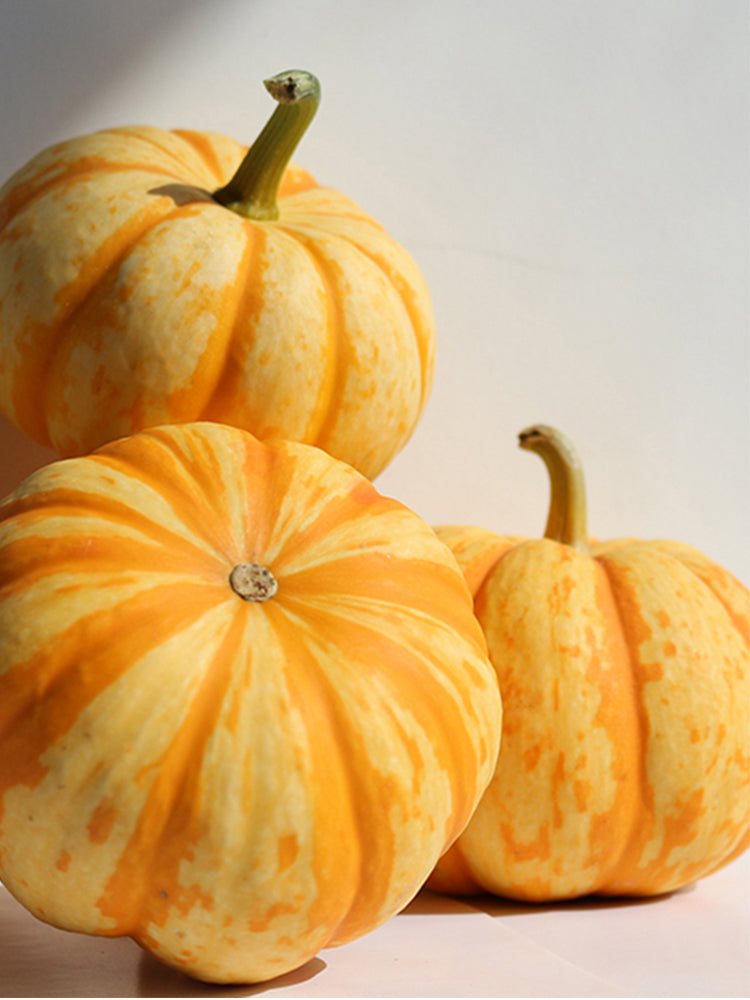 Orange Beibei Pumpkins