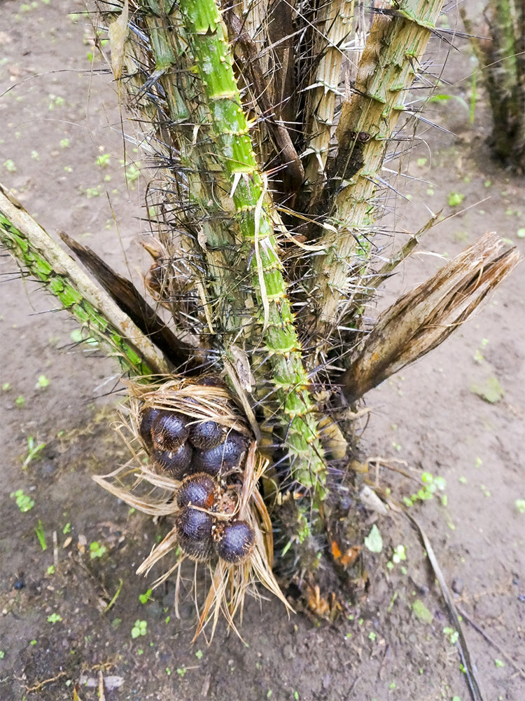 Salak Palm