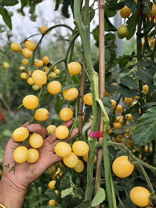 1018 Iva's Sweet White Tomato
